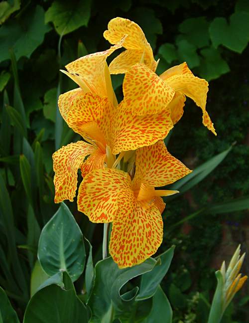 [Foto de planta, jardin, jardineria]